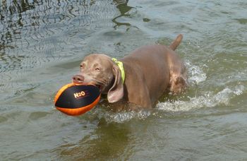 Oscar, swimming and retrieving!
