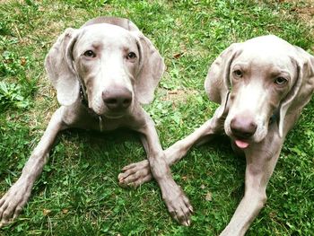 Lhotse and Charlie having a fun time :D
