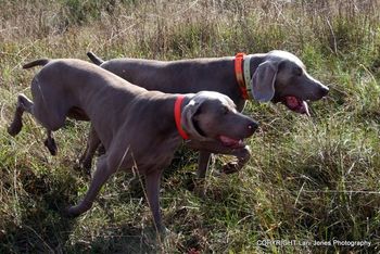 Leo and Logan (in the orange/yellow).
