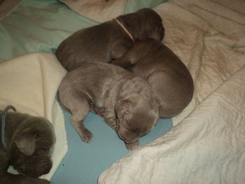 10 days old. Awww, puppeh pile!

