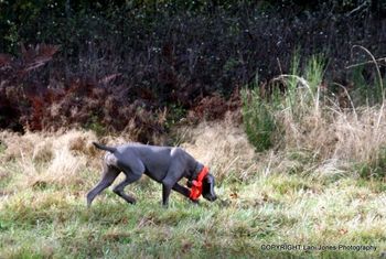 ...and tracking, probably a running pheasant. She is an intense little dog!
