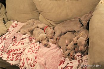 After a good play time couch time is necessary.
