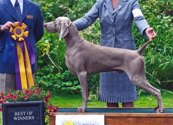 Leo won BEST OF WINNERS at the 2011 Weimaraner Association of Canada Nationals, beating his father in the process. Judge was so impressed, he told us he almost gave him Breed over several beautiful Specials. Well done!

