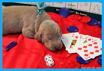 Blue Boy 9 days old
