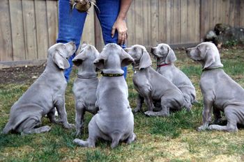 Puppies learning good manners at 8 weeks.
