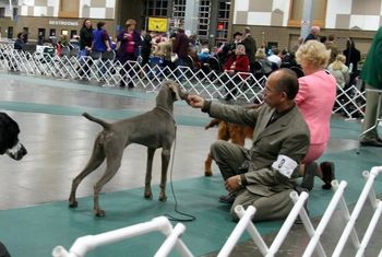 Ali in the show ring at 6 months, won Best Puppy at Puyallup!

