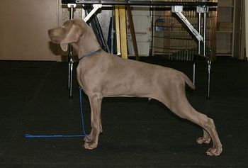 Leo, Black boy, stacked up in class at 16 weeks, what a looker he is growing to be!
