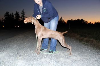 Greg at 7 mos old, he'll start showing this fall!
