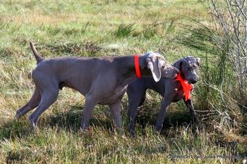 Ali found the quail wing, and Leo came over to "help"!
