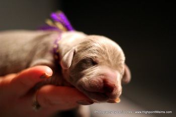 Husky-boy's first close up!
