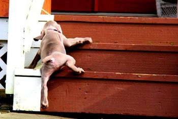 Husky boy working on his stairs skills...
