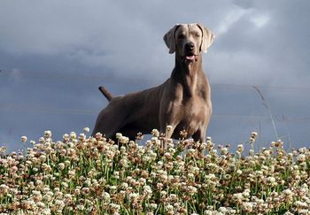 Logan striking a pose on the hill!
