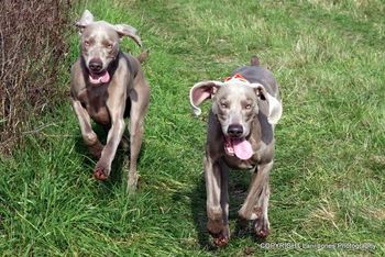 Leo and Logan out in the field!
