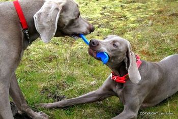 Playing tug with her dad.... using Nikki's chuckit.
