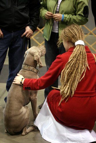 At the Weimaraner "MEET THE BREED" ring making some new friends and representing the breed well! (7 months)
