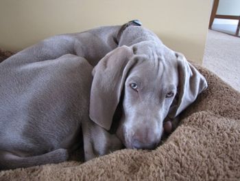 ... what more you ask? A NAP!! That's what. It's hard bein' a weim puppy, but someone has to do it :)
