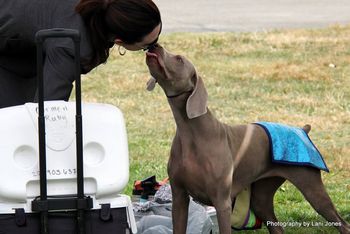 Kisses for her handler Carmen.
