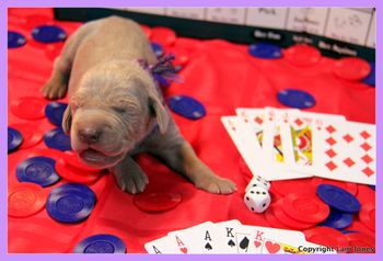 Purple Girl 9 days old
