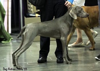 Ali at 8 months waiting ringside for her turn to be a show dog.... relaxing in a perfect stack!
