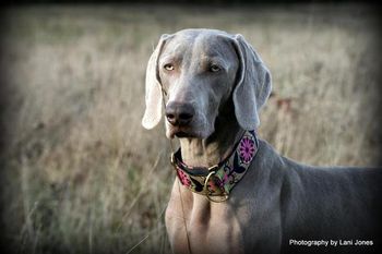 Head shot, 10 months old.
