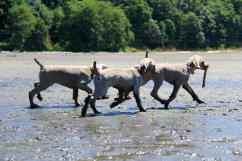 Puppies playing at the Sound
