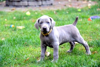 Yellow Girl 6 weeks
