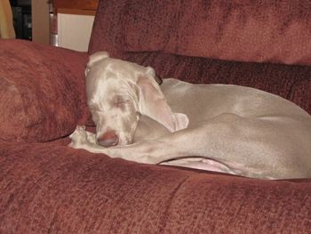 Indy, Red boy, in his home in Abbotsford, BC CANADA, it's exhausting to be a baby!!
