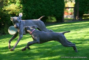 Ali and Leo playing in their backyard!
