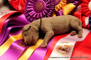 Stealer, dreaming of purple and gold!
