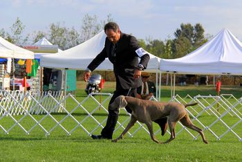 Ali and Gary winning Select Bitch at the WWWC Specialty!
