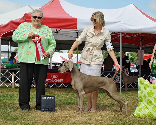 Weimaraner hotsell royal canin