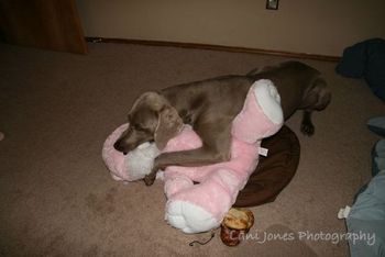 His "sucky" toy the Pink Easter Bunny.
