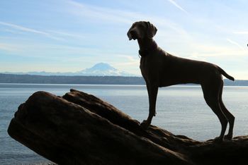 10 months on Vashon Island.
