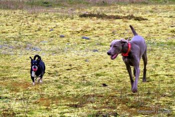 Niknak and Ali out for a walk.
