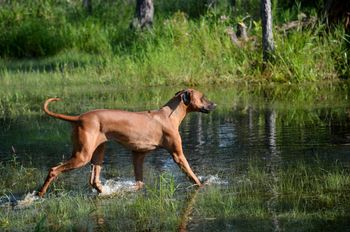 Playing in the remnants of Hurricane Michael - we're flooded again!
