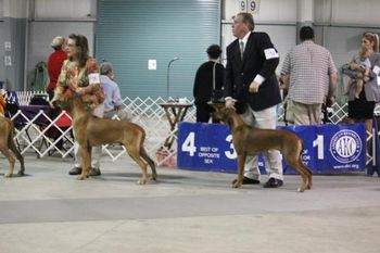 9/25/11 - Jethro, Winner's Dog, Tori, Winner's Bitch
