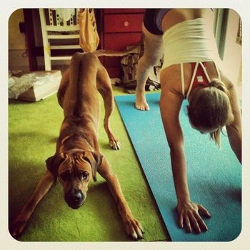 Koa and Rachel at their morning yoga exercises!
