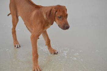 A fun day at the Beach in Biloxi, MS!  5 months old!
