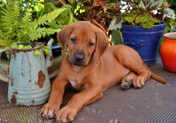 Cutest puppy EVER!
