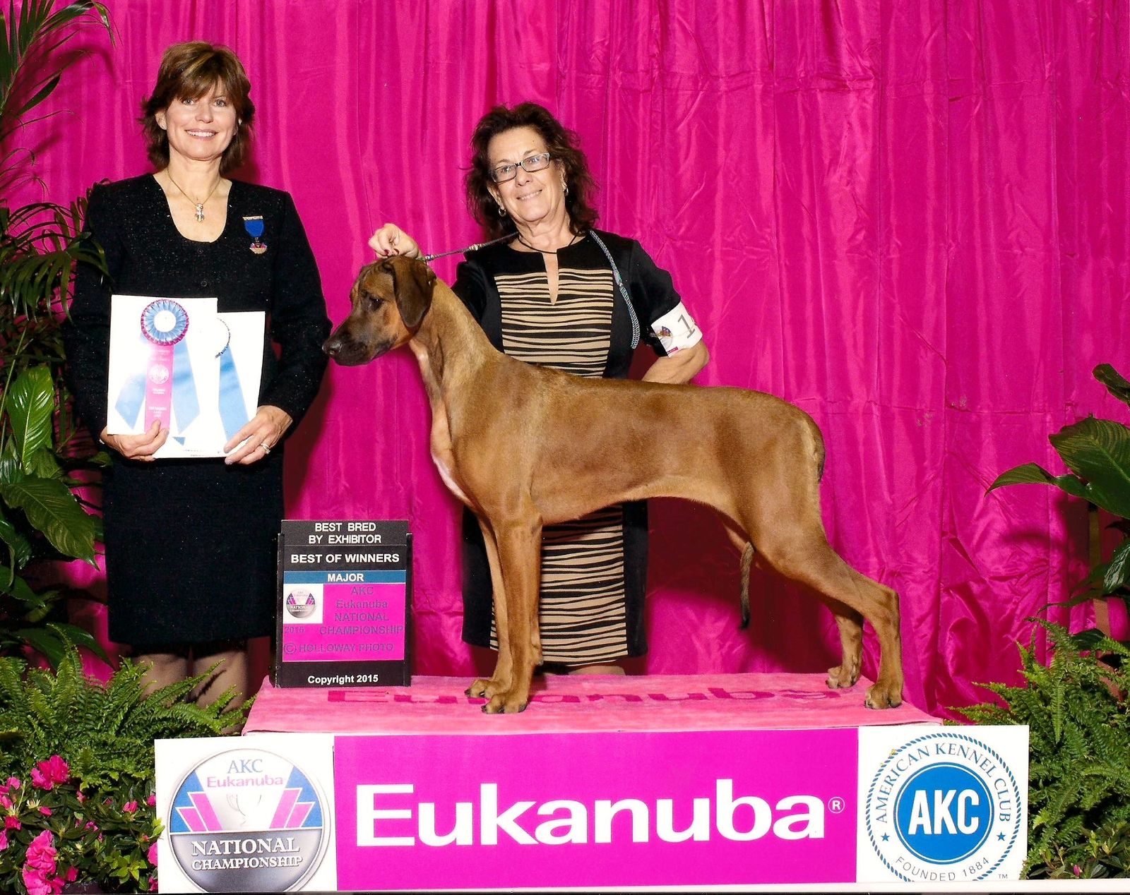 National dog sales show rhodesian ridgeback