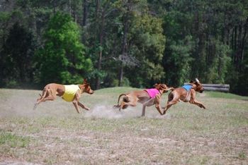 Runoff for Best of Breed!
