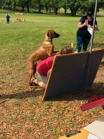 Climbing up my back while I attempt to write coursing scores on the board!
