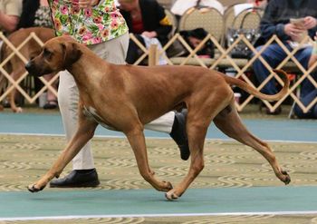 Kengali Rhodesian Ridgebacks - JETHRO