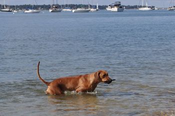 The girl LOVES the water!
