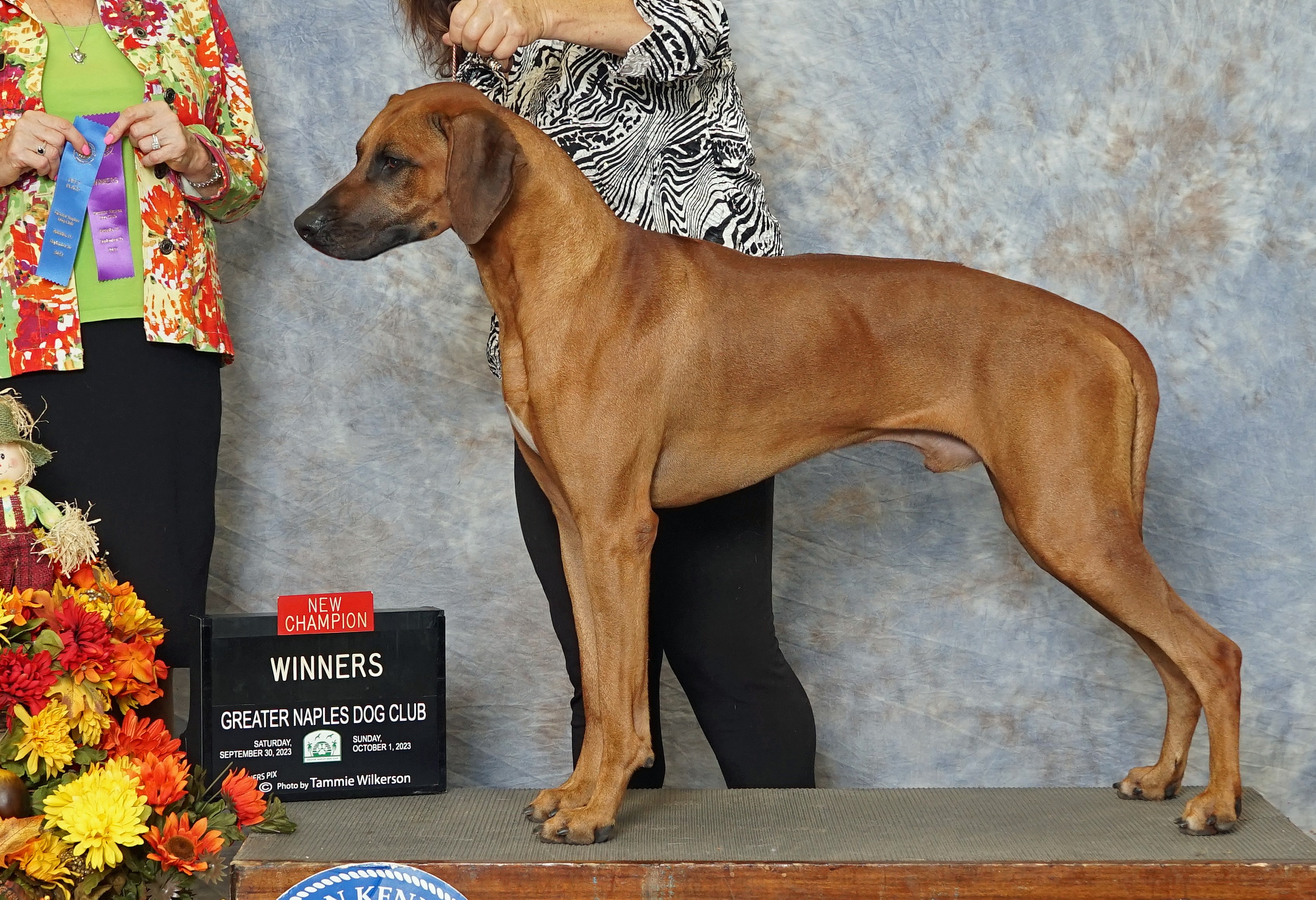 Rhodesian ridgeback sale champions