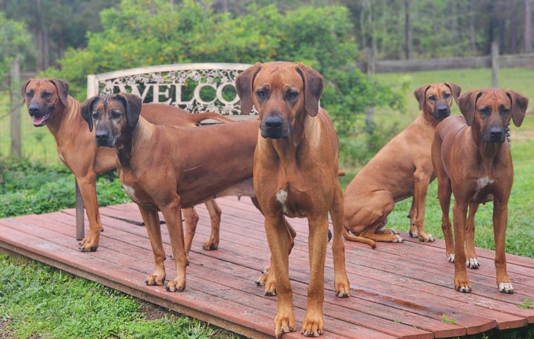 Kengali rhodesian hot sale ridgebacks