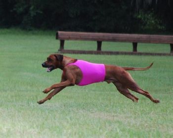 Strider showing his bunny chasin' skills 9/13/09
