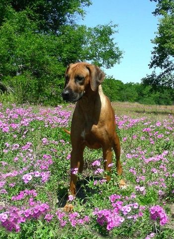 Posin' in the Spring Phlox
