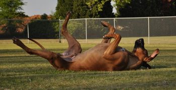 nothing like a good backscratch!
