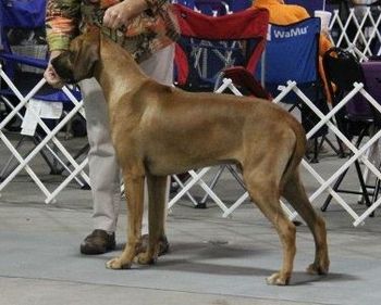 Winner's Dog, Deland 9/25/11 Our boy's growing up!!
